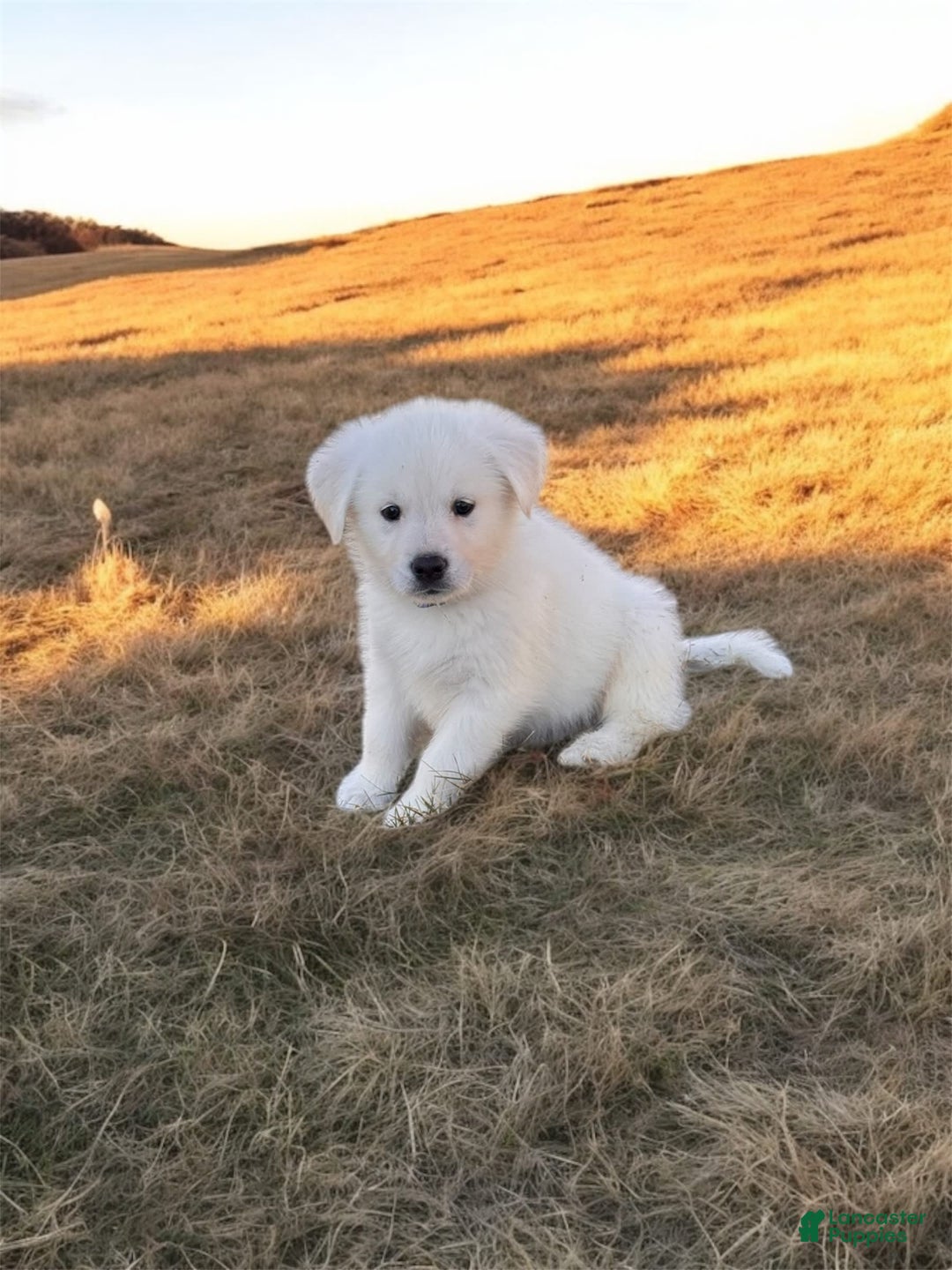 Alaskan Malamute dogs for sale: Evangeline - Image 5