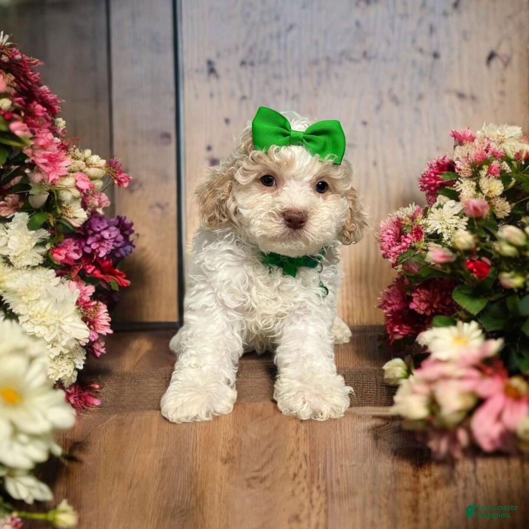 Cavapoo dogs for sale: Biscotti - Image 11