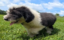 Old English Sheepdog dogs for sale: Flurry - Image 14