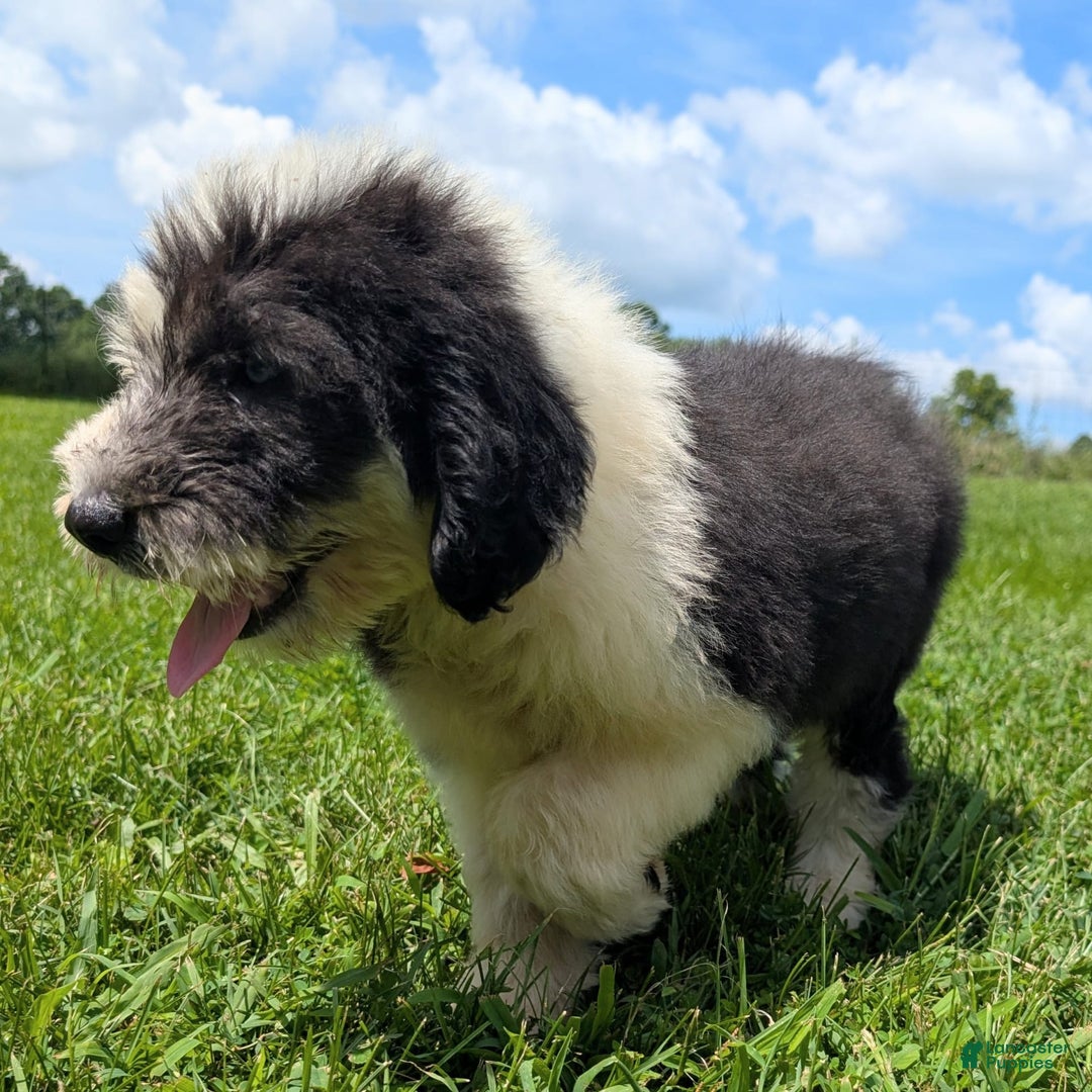 Old English Sheepdog dogs for sale: Flurry - Image 14