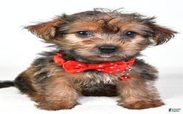 Yochon dogs for sale: Koda - Image 2