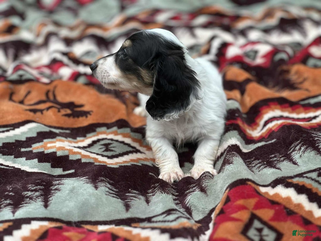 Miniature Dachshund dogs for sale: Blitz - Image 5