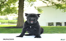 Cane Corso dogs for sale: Lola - Image 4