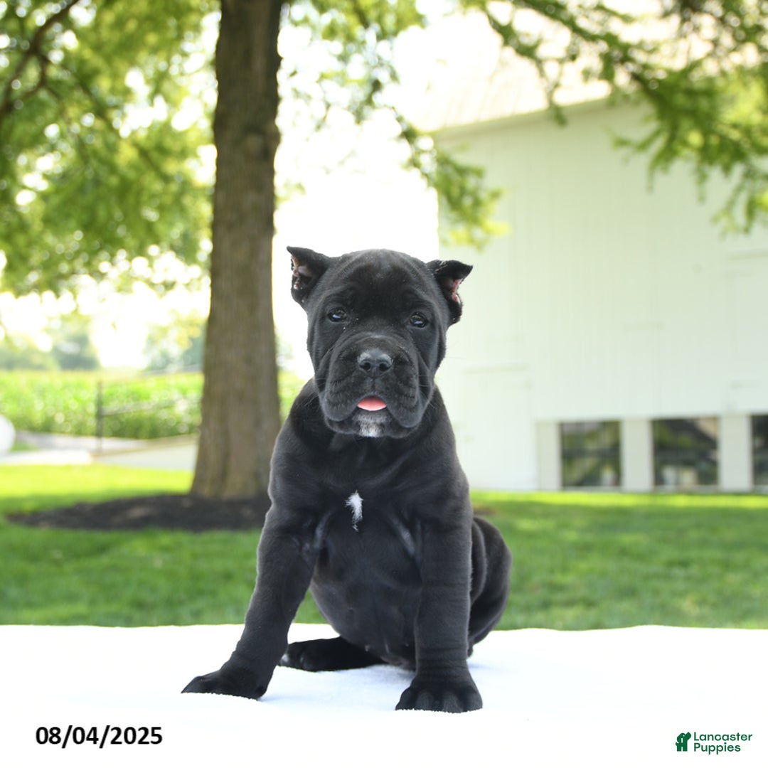 Cane Corso dogs for sale: Lola - Image 4