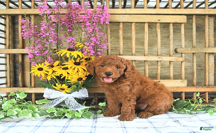 Mini Goldendoodle dogs for sale - Ad 4