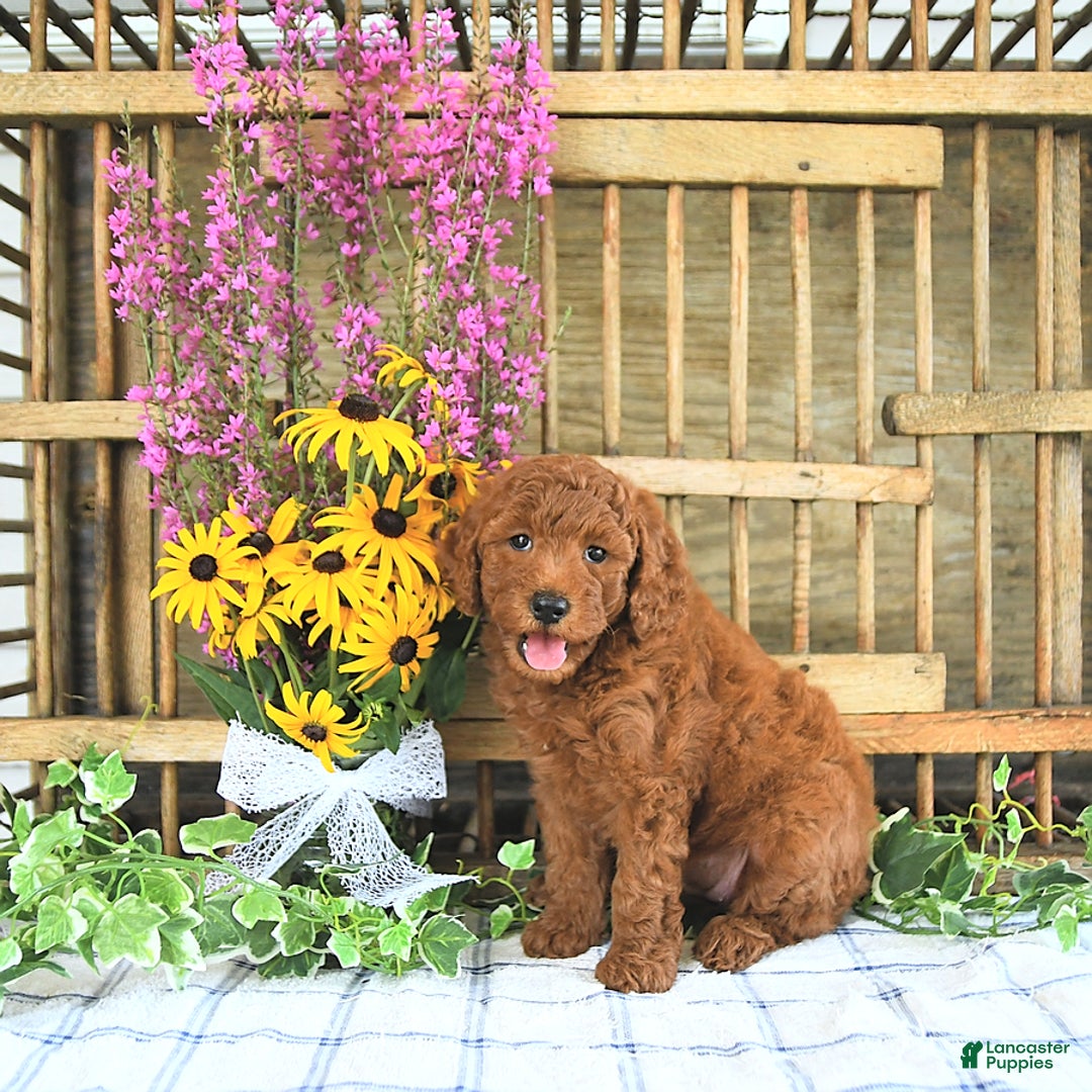 Mini Goldendoodle dogs for sale: Harper - Image 1