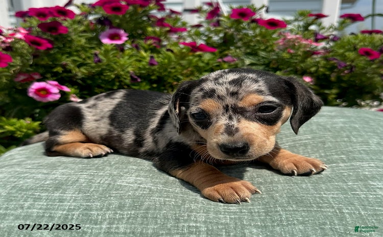Miniature Dachshund dogs for sale - Ad 3