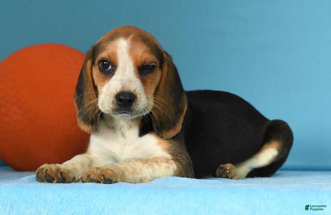 Beagle dogs for sale: Tawny - Image 5