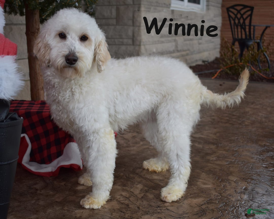 Goldendoodle dogs for sale: Wanda - Image 5