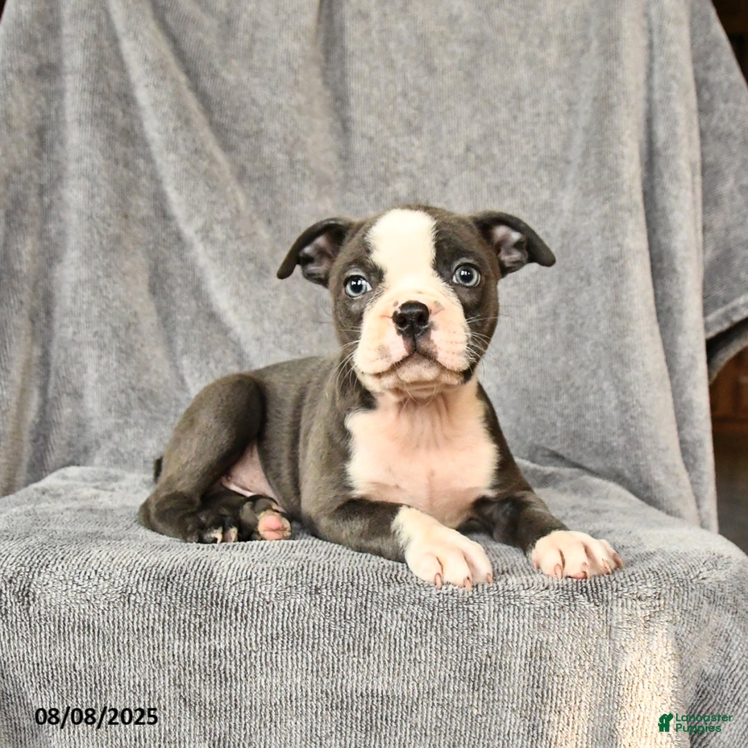Boston Terrier dogs for sale: Milo - Image 4