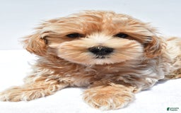 Maltipoo dogs for sale: Clay - Image 6