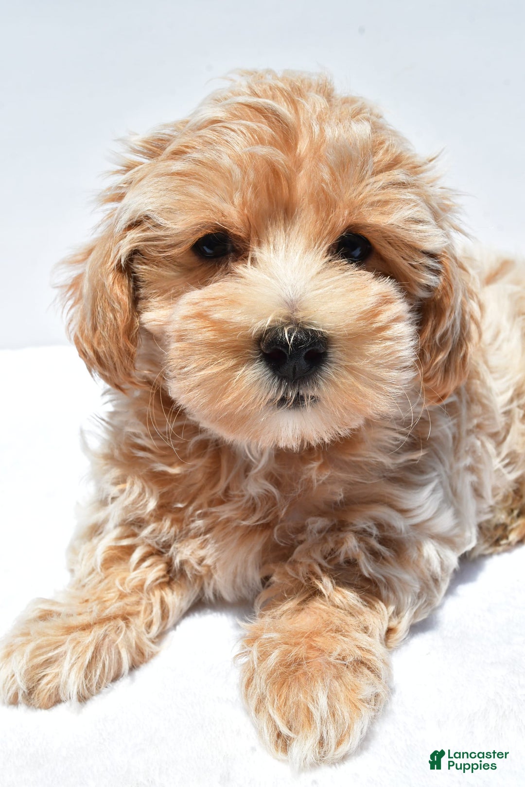 Maltipoo dogs for sale: Clay - Image 6