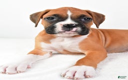 Boxer dogs for sale: Lucy - Image 6
