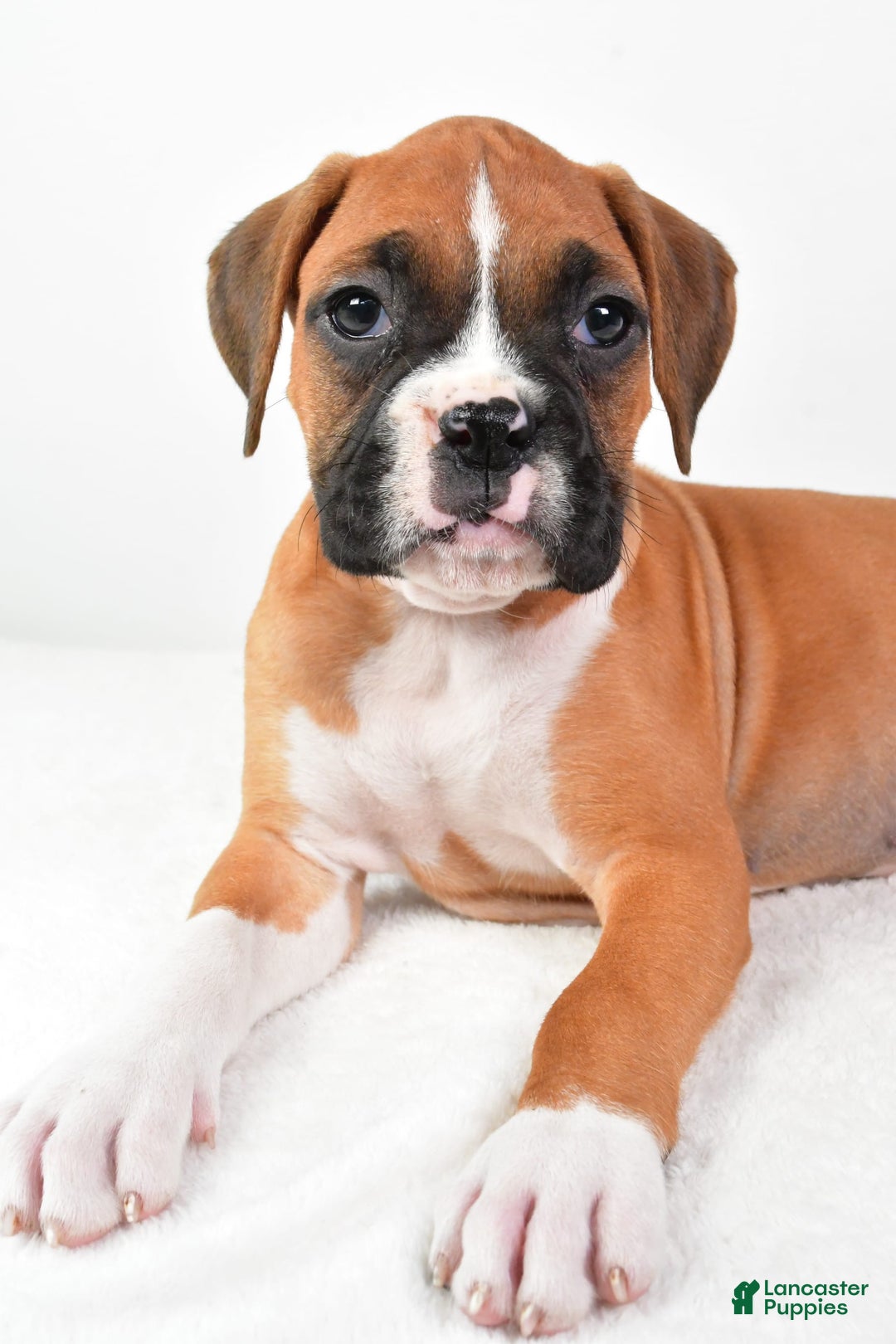 Boxer dogs for sale: Lucy - Image 6