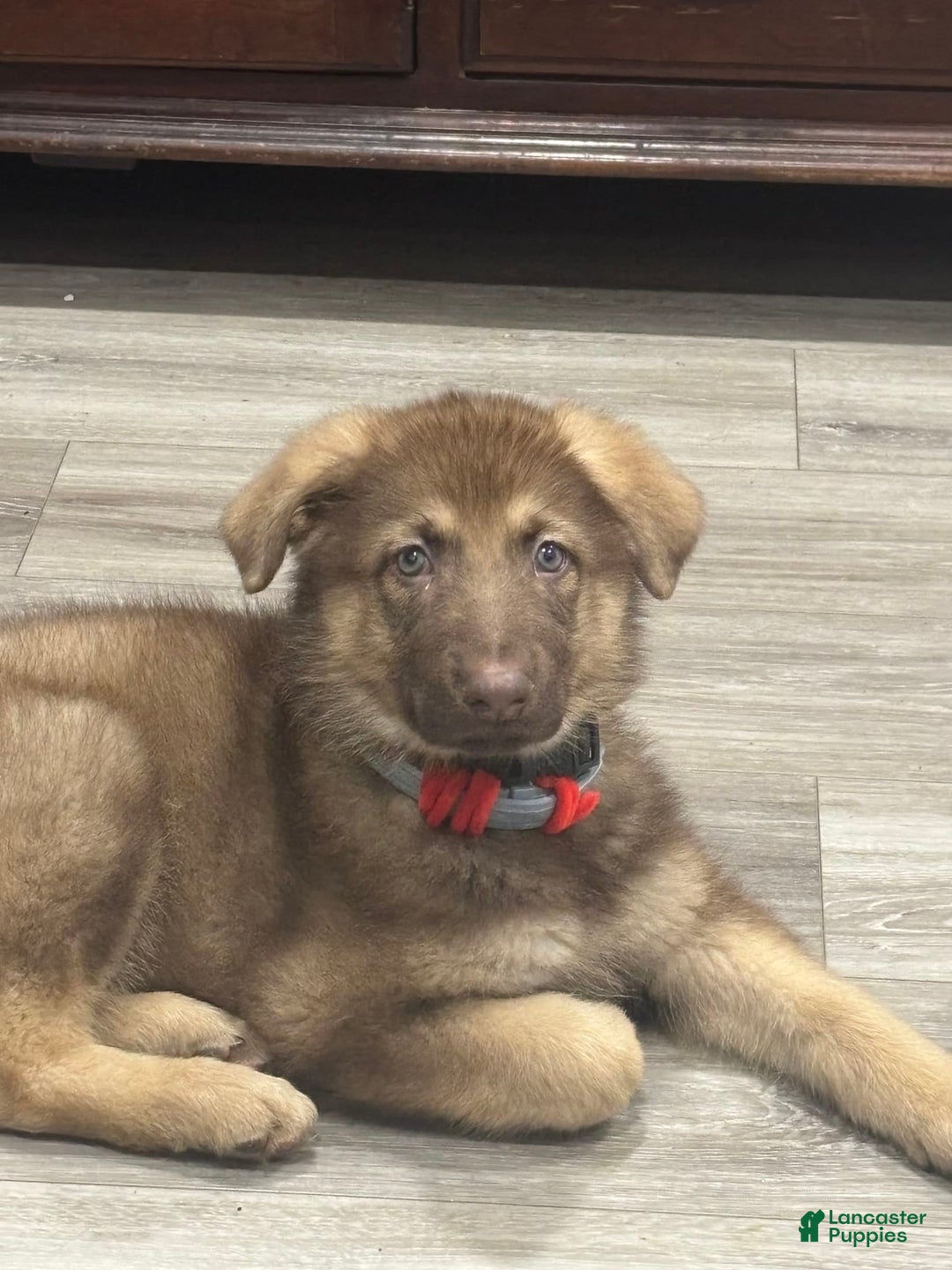 German Shepherd dogs for sale: Bella Liver Sable German Shepherd - Image 7