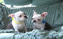 Boston Terrier dogs for sale: Nolan - Image 16