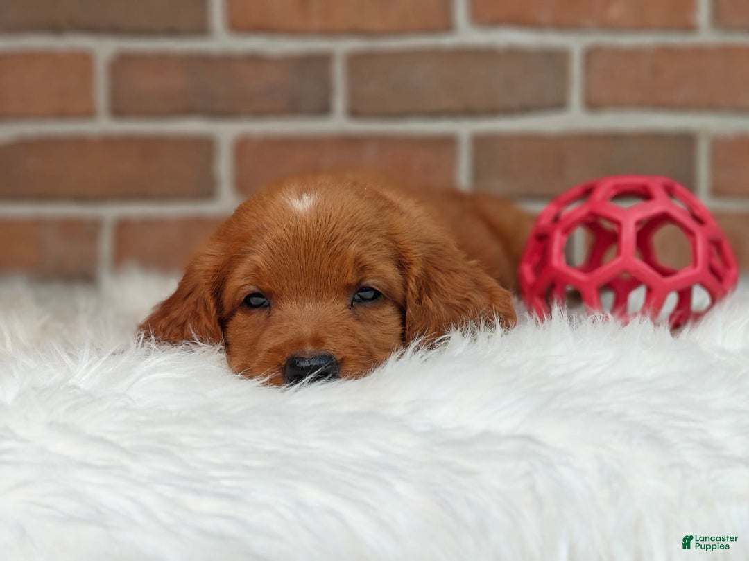 Goldendoodle dogs for sale: Ranger - Image 13