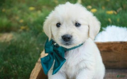 Golden Retriever dogs for sale: Tawny - Image 23