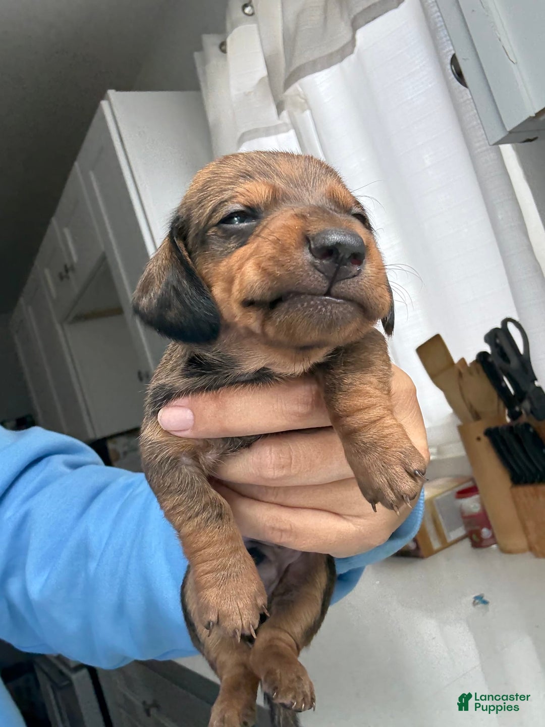 Miniature Dachshund dogs for sale: Twins - Image 6