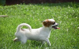 Cavapoo dogs for sale: Megan - Image 5