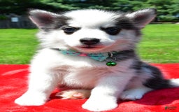 Pomsky dogs for sale: Chester - Image 5
