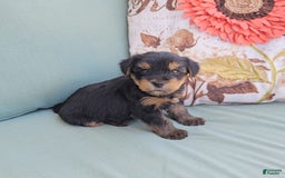Yorkshire Terrier dogs for sale: Rubble - Image 1