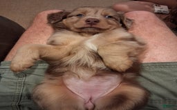  dogs for sale: Lilly - Image 2