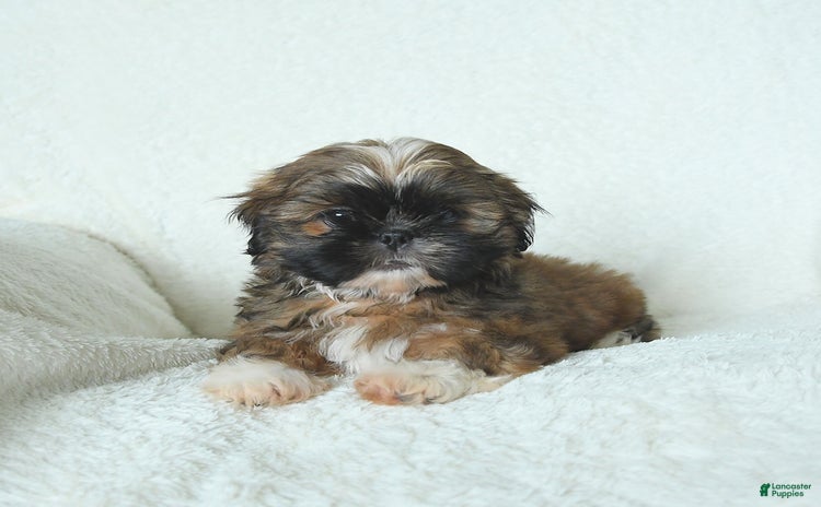 Shih Tzu dogs for sale - Ad 1