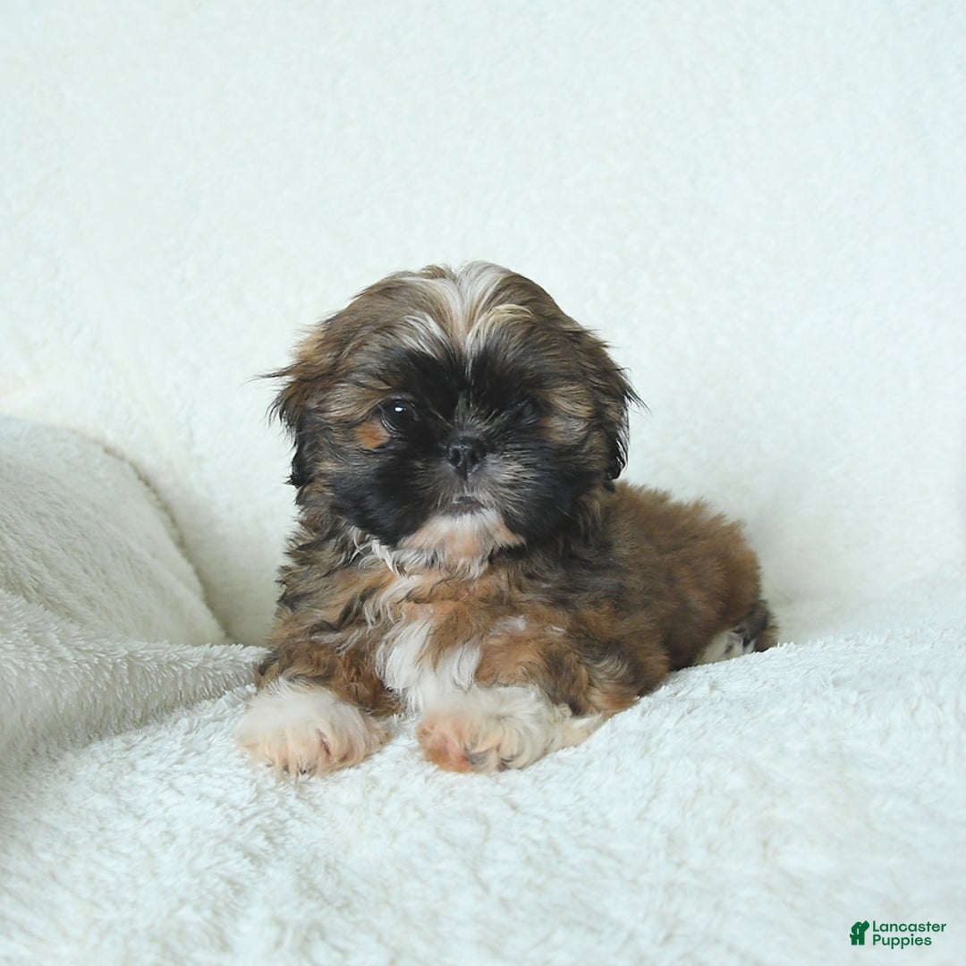 Shih Tzu dogs for sale: Archie - Image 1