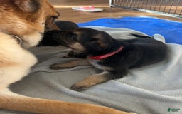 German Shepherd dogs for sale: Fern - Image 2