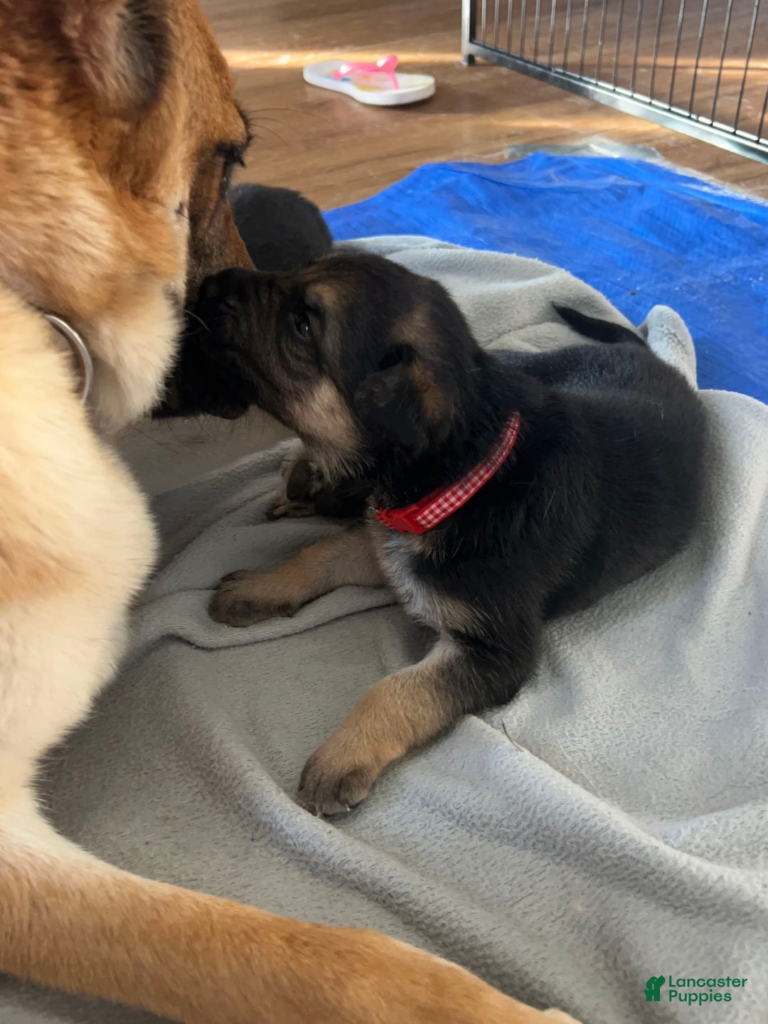 German Shepherd dogs for sale: Fern - Image 2