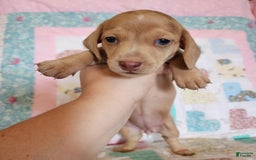 Miniature Dachshund dogs for sale: Cora - Image 20