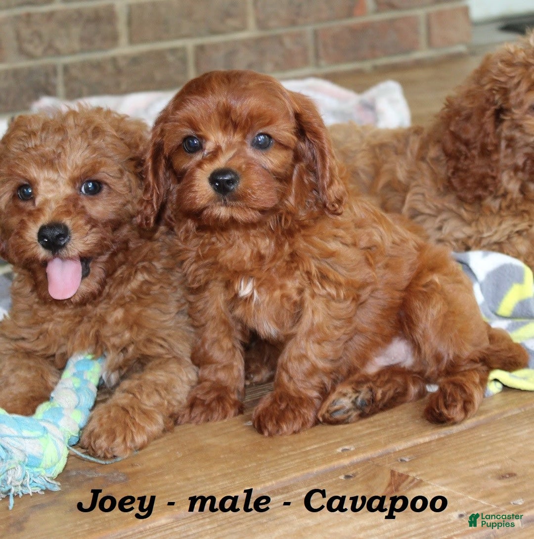 Cavapoo dogs for sale: Joey - Image 1