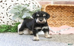 Miniature Schnauzer dogs for sale: Amity - Image 2