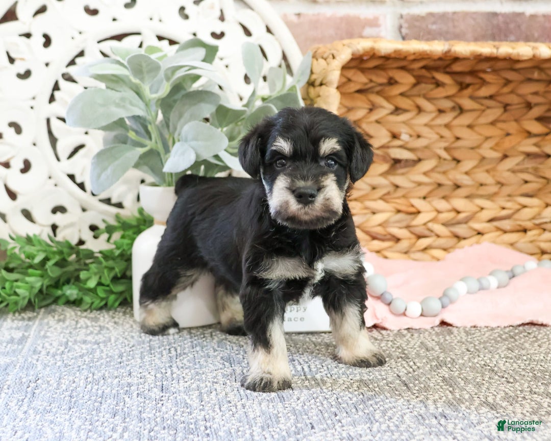 Miniature Schnauzer dogs for sale: Amity - Image 2