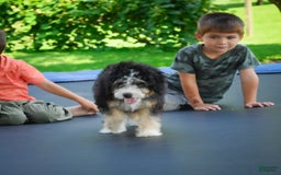 Mini Bernedoodle dogs for sale: Missy - Image 8