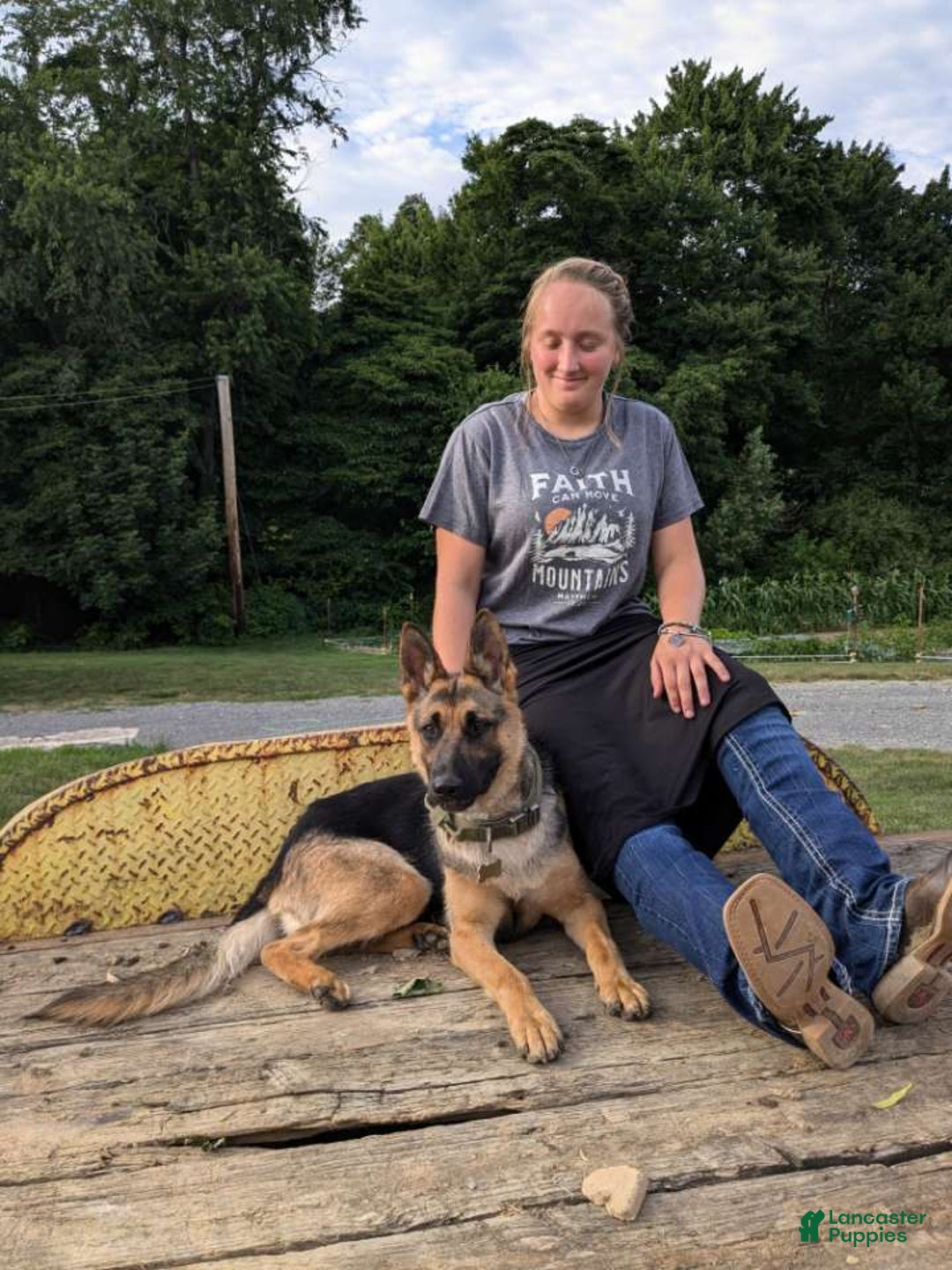 German Shepherd dogs for sale: Bruno - Image 11