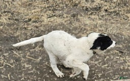 Border Collie dogs for sale: Divvy - Image 19