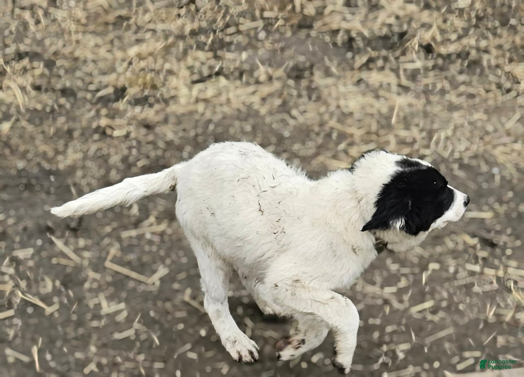 Border Collie dogs for sale: Divvy - Image 19