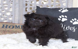 Pomapoo dogs for sale: Knight - Image 3