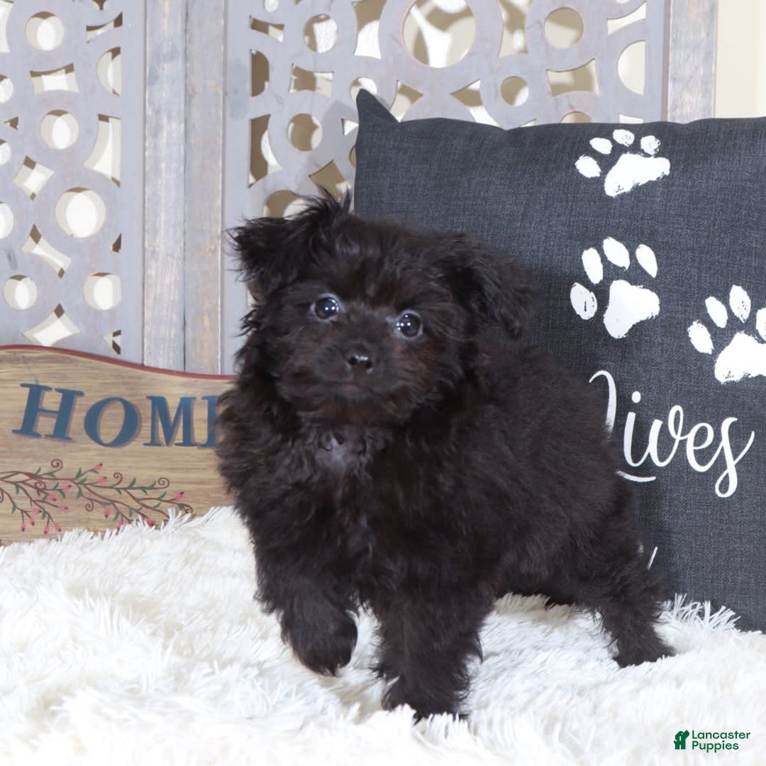 Pomapoo dogs for sale: Knight - Image 3