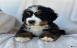 Bernese Mountain Dog dogs for sale: Bailey - Image 3