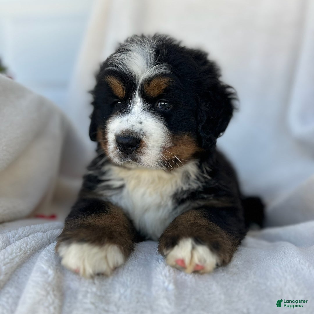 Bernese Mountain Dog dogs for sale: Bailey - Image 3
