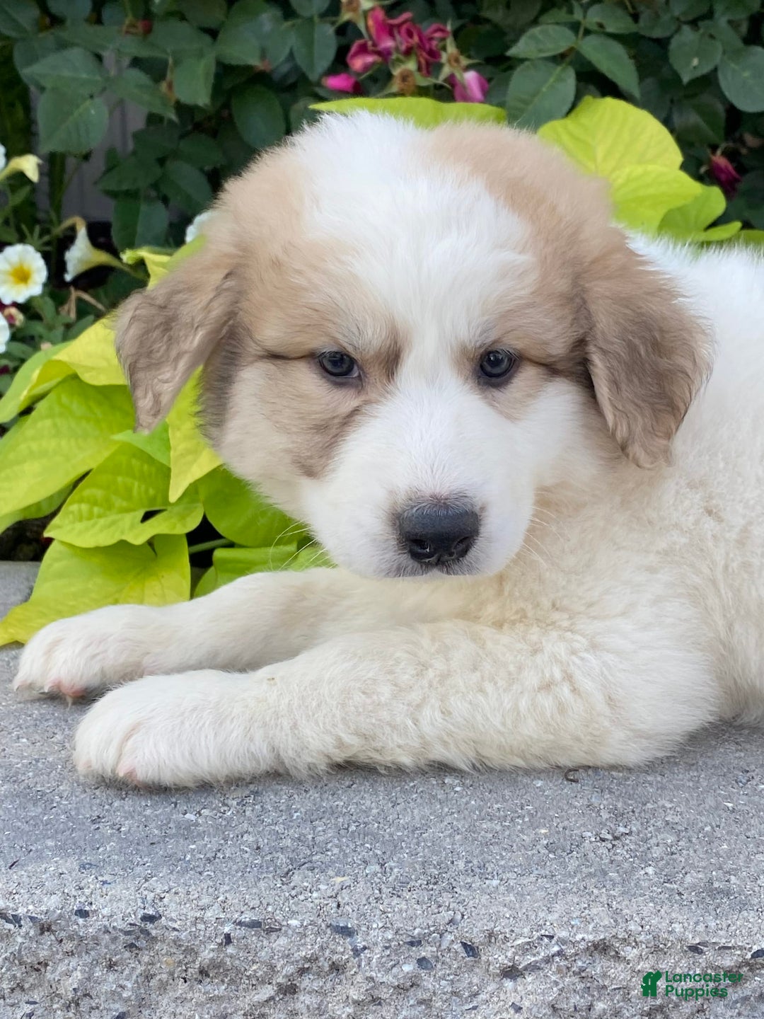 Great Pyrenees dogs for sale: Greta - Image 1