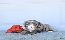 Miniature Bernese Mountain Dog dogs for sale: Sunflower - Image 1
