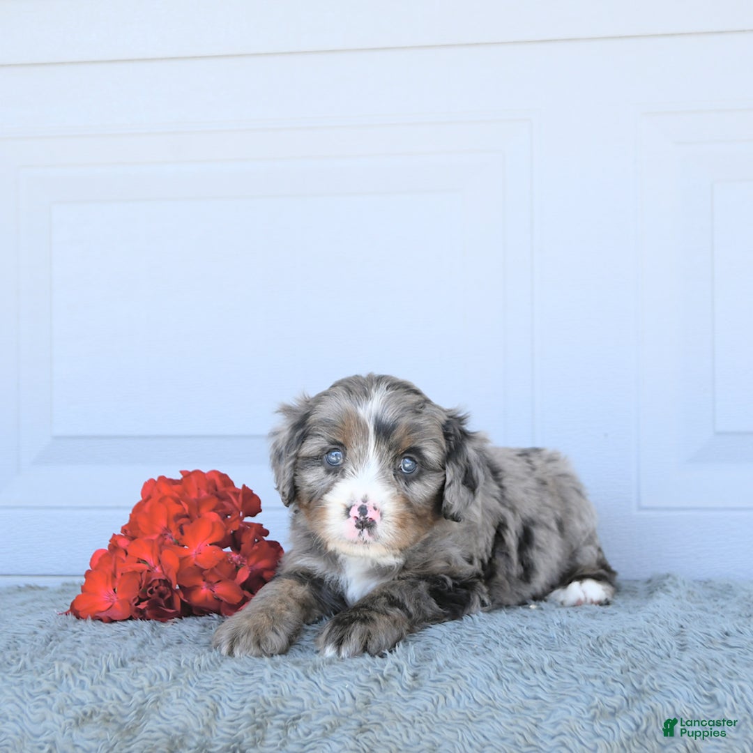 Miniature Bernese Mountain Dog dogs for sale: Sunflower - Image 1