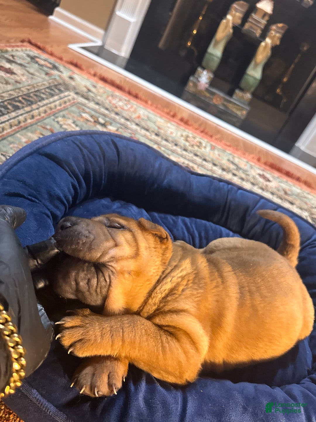 Shar Pei dogs for sale: Nior - Image 7
