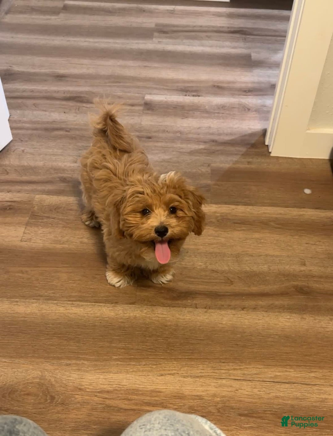 Maltipoo dogs for sale: Princeton - Image 4