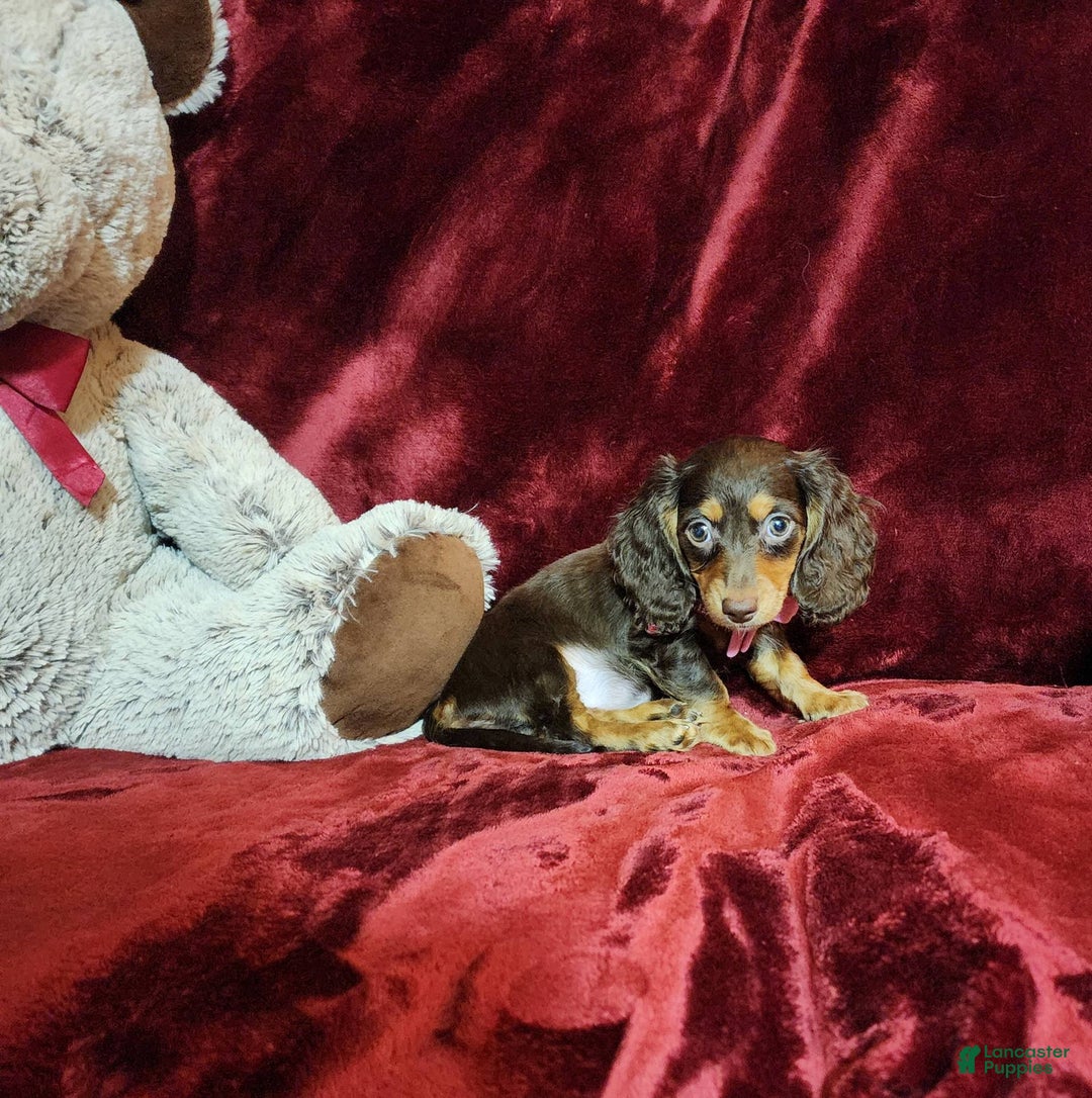 Miniature Dachshund dogs for sale: CANDY - Image 10