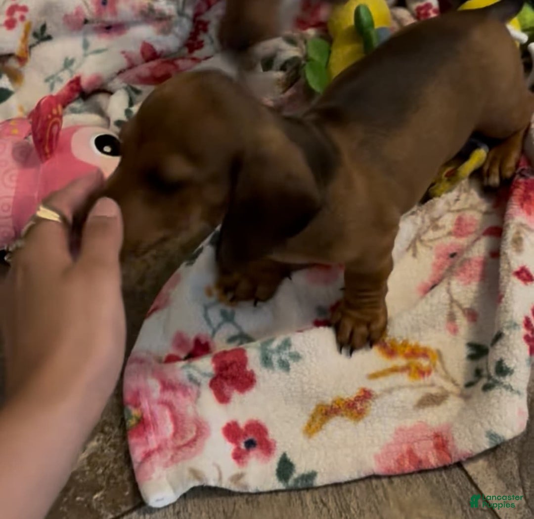 Miniature Dachshund dogs for sale: Slinky - Image 4